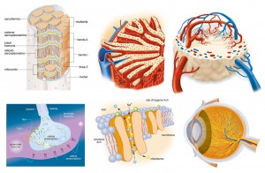 17 Fisiologia (1)